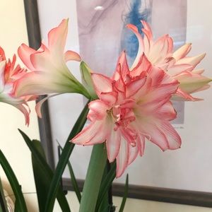 Meet your Posher, Jane